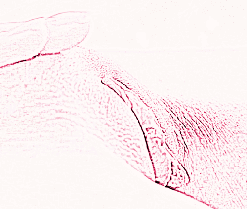 shaved vagina